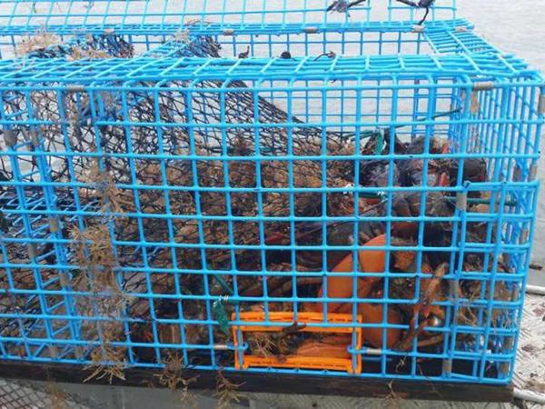 welded wire mesh roll crab trap